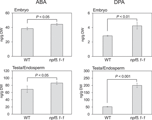 Figure 4. Comparison of ABA and dihydrophaseic acid (DPA) levels in embryos and the fraction containing seed coats and endosperms (testa/endosperm) between wild type (WT) and npf5.1 (npf5.1–1). Significant differences were determined by Student’s t-test.