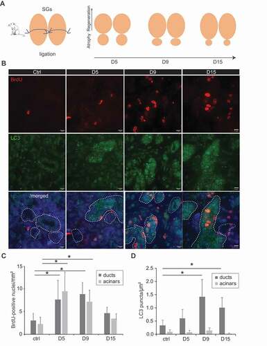 Figure 4. Autophagy is induced in regenerating tissues. (A) Schematic representation of the ligation of mouse SG and the subsequent regeneration process over 15 days. (B) Control SGs, or regenerating SGs at days 5 (d5), 9 (d9) and 15 (d15) post-ligation, were excised from sacrificed animals and processed for immunohistochemistry. Subsequently, 5 µm thick sections were labeled with anti-LC3 and BrdU antibodies. Z-stacks of images separated by 0.2 µm were collected, deconvolved and analyzed as described in Material and Methods. Representative single focal planes are shown. Nuclei are stained with Hoechst. SGs duct regions are delimited by white dash-lines. Scale bars: 10 μm. (C) Quantification of BrdU positive nuclei in either duct regions or acinar cell areas (mm2) in the experiment shown in (B). (D) Quantification of the LC3 puncta number in either duct regions or acinar cell areas (µm2), in the experiment shown in (B). Bars represent the mean numbers ±SD counted at least in 5 randomly selected sections per SGs. Three different control and ligated SGs were analyzed. Asterisks annotate significant differences of p < 0.05.