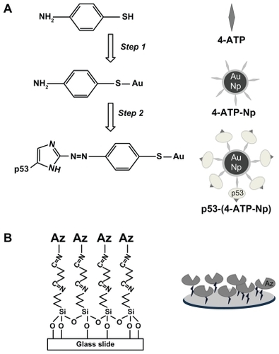 Figure 1 Chemical reactions (left side) and schematic sketches (right side) describing the functionalization of (A) gold nanoparticles with p53 and (B) glass slides with azurin.