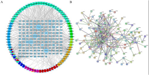 Figure 1. Disease-drug-ingredient-target network and PPI.