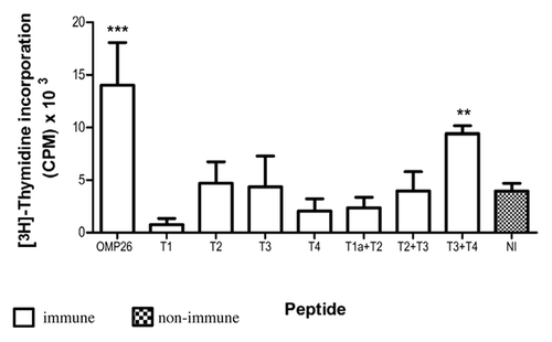 Figure 2. Lymphoproliferative responses induced by OMP26 protein by rat lymphocytes obtained after immunization with OMP26 peptides. Lymphocytes from immune and non-immune rats were stimulated with whole OMP26 protein (10 μg/ml). Background lymphoproliferative responses to the negative E. coli control have been subtracted. Only lymphocytes from animals immunized with the T3+T4 peptide demonstrated a significant response to OMP26 protein stimulation compared with non-immunized rats (**p < 0.02). The OMP26 control showed a significant response (***p < 0.001). Values presented are expressed as mean counts per minute (CPM) ± standard deviation. NI = non immune.