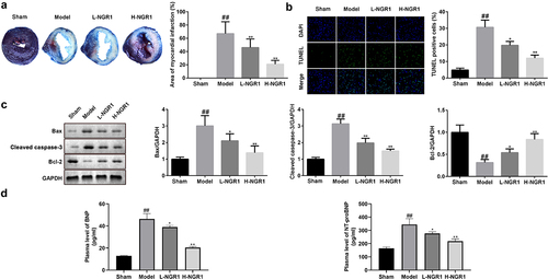 Figure 6. NGR1 relieved the MI in vivo a The myocardial infarction area was tested by TTC staining. b The apoptosis rate of the cells was measured with TUNEL staining. c Western blot was performed to determine the protein expression of Caspase3, Bax and Bcl-2. d ELISA was performed to determine the expressions of BNP and NT-proBNP. ##P < 0.01 VS Sham group. *P < 0.05, **P < 0.01, VS Model group.