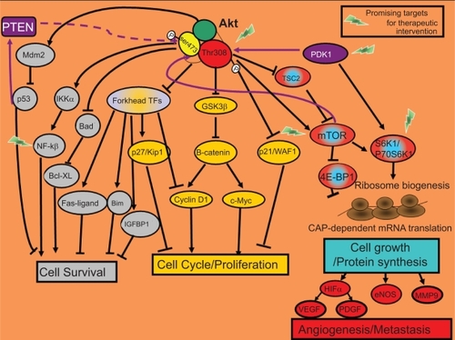 Figure 2 Biological functions of Akt signaling. Most of the cellular responses controlled by Akt are related to cancer. Once active, Akt regulates the activity of other intracellular signaling proteins that will trigger changes in the expression of specific genes that encode for proteins involved in cell survival (in grey) or proliferation/cell cycle (in yellow). Additionally, by activation of the mTOR protein, Akt will enhance the translation of specific mRNAs. TOP-dependent mRNAs that encode for proteins involved in ribosome biogenesis and also the translation of CAP-dependent mRNAs that encode for proteins with key cellular functions such as angiogenesis and metastasis (in red-blue).