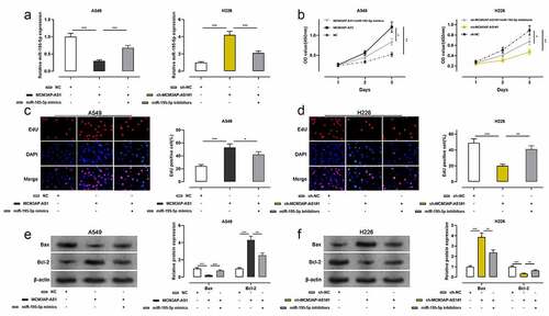 Figure 3. Effect of MCM3AP-AS1 and miR-195-5p on A549 and H226 cells proliferation and apoptosis