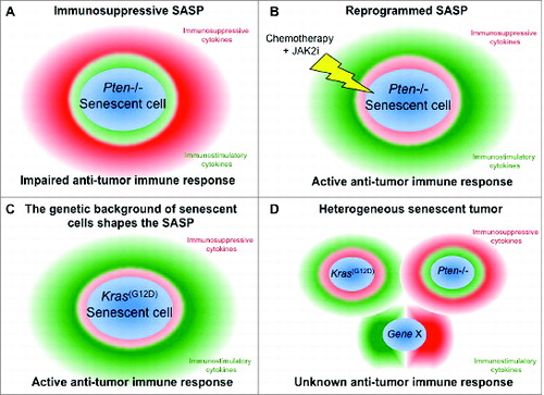 Figure 1. Impact of the SASP on the tumor-associated immune response. (A) The SASP of Pten null senescent tumors is characterized by high levels of immunosuppressive cytokines that block the antitumor immune response. (B) The combinatorial treatment of Pten null tumors with chemotherapy (e.g. Docetaxel) in combination with a JAK2 inhibitor (JAK2i) enhances senescence and reprograms the SASP, leading to an active antitumor immune response. (C) The SASP of Kras(G12D) senescent tumors has reduced levels of immunosuppressive cytokines when compared to the SASP of Pten null tumors. Thus, the antitumor immune response is not impaired. (D) Unknown immune response in a heterogeneous senescent tumor.