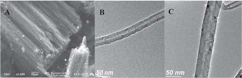 Figure 1. General morphology of the nitrogen-doped carbon nanotubes. (a) SEM image showing a carpet-like morphology with parallel nanotubes. (b) TEM image displaying the structure of the nanotubes, with a bamboo-like morphology typical of nitrogen-doped carbon nanotubes [Citation13]. (c) High resolution TEM image of a nitrogen-doped carbon nanotube; notice the curvature due to the incorporation of nitrogen [Citation13]. More figures are included in the supplementary materials (figures 2S–5S).