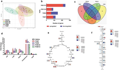 Figure 5. The transcriptional response of isolated cecal bacteria to POPs exposure in vitro. (a) PCA plot of gene expression of cecal bacteria with vehicle or POPs exposure for 4 h (p-value = 0.002 from each POP compared to vehicle). (b) The Number of differentially expressed gene orthologs for the isolated cecal bacteria with vehicle or POPs exposure for 4 h. (c) Number of pollutant-specific gene orthologs shared between each POP. (d) The gene orthologs significantly regulated in response to all four of POPs. (e) Integrated and visualized tricarboxylic acid (TCA) cycle using metatranscriptomics data combined with metabolomics data. (f) Integrated and visualized glycolysis pathway using metatranscriptomics data combined with metabolomics data. (n = 6 per group)