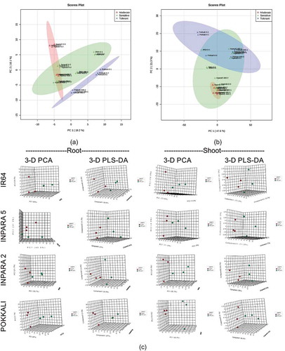 Figure 6. The difference of tolerance level of rice based on their metabolite profile in shoot (a), root (b), and each variety (c). The analyses were performed by principal component analysis (PCA) and partial least squares-discriminant analysis (PLS-DA). 0 ppm = control; 400 ppm = Fe toxicity stress.