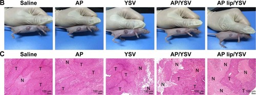 Figure 6 Curves of tumor volumes (A), morphology (B), and typical H&E-stained images (C) (‘N’ represents necrosis area, ‘T’ represents tumor mass) on day 15 after injection of the indicated formulations into the tail vein (n=5).