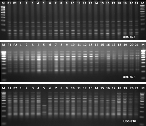 Figure 3. ISSR-PCR profile of two parent's strains (P1 and P2) (T. harzianum NBAII Th 1 and T. viride NBAII Tv 23) and their 21 corresponding fusants (lane 1 to lane 21). M: is 100 bp DNA ladder.