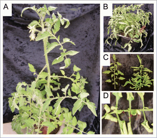 Figure 4 Overexpression of SlWOX4 confers highly compound leaves. (A) Wild type VF36 plant. (B) SlWOX4 overexpressed VF36 at the same stage. (C) Mature leaves from wild type VF36 (left) and SlWOX4 overexpressed VF36 (right). (D) Leaflets (arrows) develop from the middle of rachis (arrowhead) in SlWOX4 overexpressed VF36.