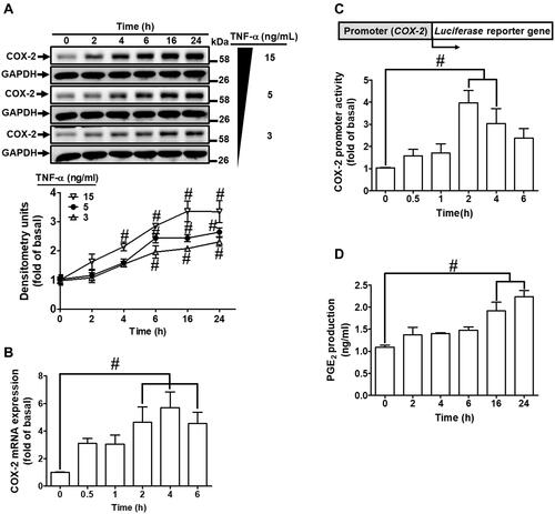 Figure 1 TNF-α-induced COX-2 expression and PGE2 production in HCFs. (A) The cells were incubated with different concentrations of TNF-α (3, 5, and 15 ng/mL) for the indicated time intervals (2, 4, 6, 16, and 24 h). The levels of COX-2 and GAPDH protein were determined by Western blot. (B) The cells were incubated with 15 ng/mL TNF-α for the indicated time intervals (0.5, 1, 2, 4, and 6 h). The levels of cox-2 and gapdh mRNA were analyzed by real-time PCR. (C) The cells were co-transfected with COX-2-luci-plasmid and β-galactosidase plasmid, and then incubated with 15 ng/mL TNF-α for the indicated time intervals (0.5, 1, 2, 4, and 6 h). The promoter activity was determined in the cell lysates using a promoter assay kit. (D) The media of 15 ng/mL TNF-α from (A) were saved to determine the levels of PGE2 synthesis using a PGE2 ELISA kit. Data are expressed as the mean ± S.E.M. of three independent experiments. #p<0.05, as compared with the control.