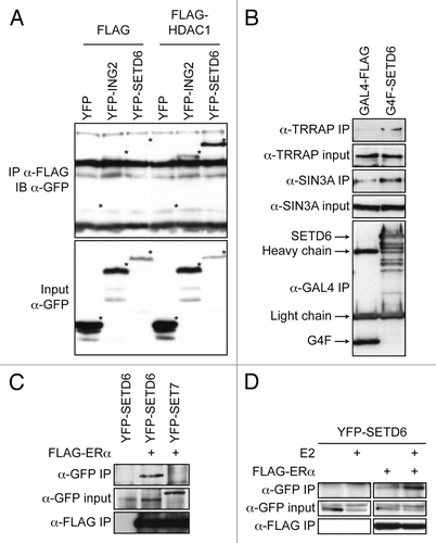 Figure 2. SETD6 associates with an MTA2/HDAC1 complex. (A) MCF7 cells were transiently transfected with either YFP alone, YFP-ING2, or YFP-SETD6 along with either empty FLAG vector or FLAG-HDAC1. The cells were lysed 48 h post-transfection and protein extracts applied on an α-FLAG M2-agarose matrix. The FLAG immunoprecipitates and 1/10 input were then analyzed by SDS-PAGE and immunoblotting with α-GFP antibody. An asterisk (*) in the bottom input panel indicates the position of each YFP-tagged proteins. The same asterisks were transposed in the IP panel to indicate that YFP on its own did not interact with HDAC1. (B) HEK293T cells were transiently transfected with either pcDNA3 GAL4-FLAG or GAL4-FLAG-SETD6. Protein extracts were immunoprecipitated as in panel A and then analyzed with the indicated antibodies. (C) MCF7 cells were transiently transfected with either empty vector or with FLAG-ERα and either YFP-SETD6 or YFP-SET7. α-FLAG immunoprecipitates were analyzed using α-GFP antibody. (D) MCF7 cells were transiently transfected with or without FLAG-ERα and YFP-SETD6. Estradiol (100nM) was added 44 h post-transfection and left for 4 h. The α-FLAG immunoprecipitates were analyzed with an α-GFP antibody