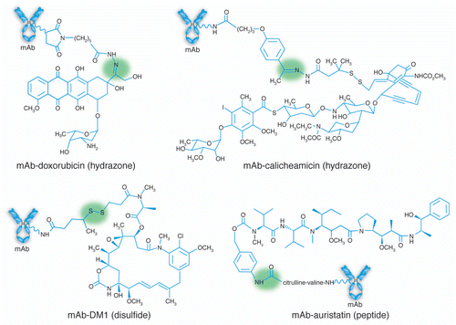 Figure 1 Chemical structures of mAb-drug conjugates.Citation6 The linkers used for each drug are indicated in parentheses, and the labile bonds leading to drug release are shaded. For the examples shown, hydrazones release drug under acidic conditions within the lysozomes of target cells, disulfides undergo intracellular reduction, and the peptides are enzymatically hydrolyzed by lysozomal proteases. Adapted by permission from Macmillan Publishers Ltd. Wu AM, Senter PD. Arming antibodies: prospects and challenges for immunoconjugates.Citation6