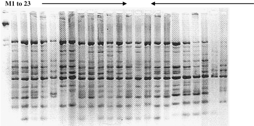 FIGURE 1 A gel profile of the mango hybrids with their corresponding parents using Operon primer D1. M—Lambda marker. Lane 1-23: Au-Rumani, Neelum, Baneshan, Ratna, Mulgoa, Dashehri, Alphonso, Suvarnarekha, PKM-1, Rumani, Sindhu, Mallika, Amrapali, Neeleshan, Neelgoa, Neeluddin, PKM-2, Himayuddin, Jehangir, Swarna Jehangir, Arka Aruna, Arka Puneet, and Arka Anmol.