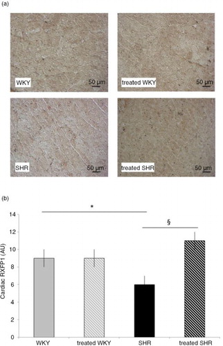 Fig. 3 Influence of melon concentrate supplementation on RXFP1 concentration. (a) Immunohistochemical staining of cardiomyocytes with RXFP1. (b) RXFP1 level determined after immunohistochemical analysis on at least seven transverse sections per heart. *p<0.05 compared with untreated WKY; § p<0.05 effect of melon concentrate treatment, compared with the untreated group.
