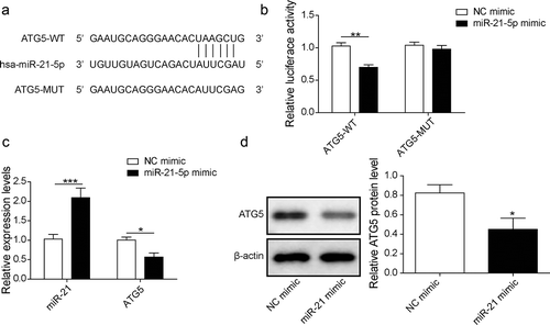 Figure 4. miR-21 directly targeted ATG5 and inhibited its expression