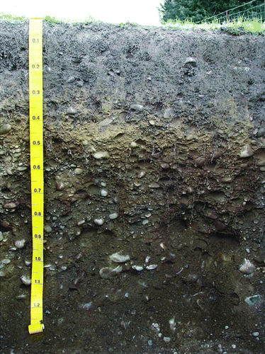 Figure 1  Typical profile of the soil at Winchmore on which the fertiliser and irrigation trials were conducted. The soil depicted had not been cultivated for 58 years. Measurements are in metres.