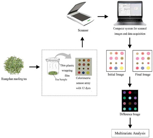 Figure 2. Schematic of the colorimetric sensor array-based artificial olfactory system.