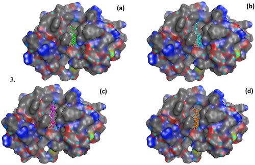 Figure 7. Molecular surface interactions of the docked structures of; a) compound 1, (b) compound 2, (c) compound 5, and (d) compound 10 with the active site of phospholipase A2 (PDB code: 1KQU).