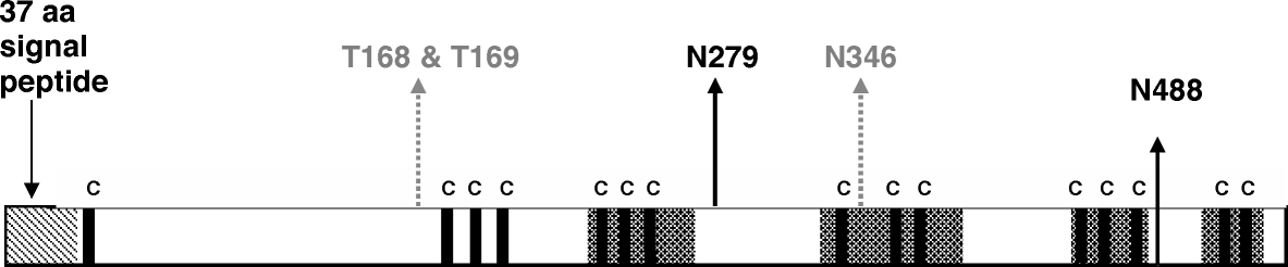 Figure 1.  Structural analysis of HN gene. Bold and broken arrows show predicted N-glycosylation and O-glycosylation sites, bold lines with “C” refer to conserved cysteine residues, and shaded regions represent predicted antigenic regions. aa, amino acid.