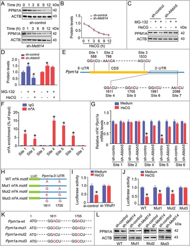 Figure 8. m6A triggers the translation of the Ppm1a transcript. (A and B) TM3 cells with or without transfection of shRNA targeting Mettl14 (sh-Mettl14) were pre-treated with cycloheximide (CHX, 10 μg/mL) for 3 h followed by exposure to HsCG for indicated times. Expression levels of PPM1A were examined by western blotting and quantitatively analyzed. (C and D) TM3 cells with or without transfection of shRNA targeting Alkbh5 (sh-Alkbh5) were pre-treated with MG-132 (2 μM) for 1.5 h followed by exposure to HsCG for 6 h. Expression levels of PPM1A were examined by western blotting and quantitatively analyzed. Data are presented as means ± SEM (n = 3). *P < 0.05 vs. the control cells; #P < 0.05 vs. the MG-132-treated cells. (E) Schematic representation of the position of m6A motifs with Ppm1a transcript. (F) Abundance of the Ppm1a transcripts among mRNA immunoprecipitated with anti-m6A antibody was measured by qRT-PCR. Data are presented as means ± SEM (n = 3). *P < 0.05 vs. the IgG group. (G) Abundance of the Ppm1a transcript among mRNA immunoprecipitated with anti-m6A antibody from cells with or without transfection of sh-Alkbh5 was measured by qRT-PCR. Data are presented as means ± SEM (n = 3). *P < 0.05. (H) Ppm1a-3ʹ-UTR of the wild-type or containing an m6A consensus sequence mutant (A to G) were fused with a luciferase reporter. (I and J) Luciferase activity of Camkk2-3ʹ-UTR was measured and normalized to Renilla luciferase activity. Data are presented as means ± SEM (n = 3). *P < 0.05 vs. the control cells. (K) Schematic representation of mutation in pcDNA3.1-Ppm1a-CDS-3ʹUTR is shown. (L) TM3 cells were transfected with sh-Mettl14 followed by transfection with indicated vectors, and cell lysate was subjected to western blotting