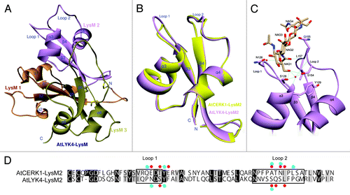 Figure 2. Three-dimensional model prediction of the structure of the AtLYK4 extracellular domain, including a ligand docking model. (A)The 3D model of AtLYK4 extracellular domain was built based on the crystal structure of AtCERK1 (PDB code: 4EBY). Each LysM domain is represented in a different color: first LysM (orange), second LysM (purple) and third LysM (green). (B)The second LysM domains of AtLYK4 (purple) and AtCERK1 (yellow) are superimposed to highlight the similarity in structure. Note that the overall folds are highly conserved between the two models, although the AtLYK4 has the longer extended Loop 1 which is a constitutive part of the cleft where the predicted chitin-binding site is found. (C) Docking model between the second LysM domain of AtLYK4 and chitotetraose. (D) Pairwise sequence comparison of the second LysM domains of AtLYK4 and AtCERK1. Identical and similar residues throughout the alignment are shown in black and gray, respectively. Enclosed boxes represent Loop 1 and Loop 2. Red and blue dots indicate the residues involved in direct interactions and water molecule-mediated interactions with chitotetraose, respectively. The residues involved in van der Waals interactions were neglected here.