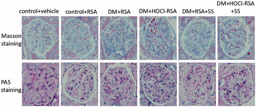 Figure 1. Pathological features of rats in each group.