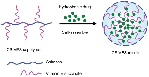Figure 1B Illustration of the self-assembled micelles formed by CS-VES copolymer under aqueous conditions. Abbreviation: CS-VES, chitosan/vitamin E succinate.