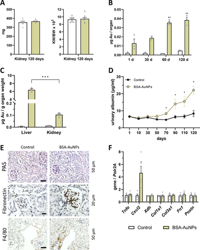 Figure 7 After 120 days from a single administration of nanoparticles, the kidney weight of the treated mice did not change compared to the control mice (A). Over time, there is an increased accumulation of nanoparticles in the kidneys (B), but this number of nanoparticles is small compared to the number of nanoparticles in the liver (C). Nevertheless, in mice that were treated with nanoparticles, after 70 days the level of albumin in the urine slightly increased compared to control mice (D). Higher amount of mesangium and fibronectin were identified in glomeruli. F4/80 positive cells were also detected in the renal tissue in BSA-AuNPs exposed mice (E). After 120 days, changes in the expression of Cxcl2 gene were observed in the kidney (F). Asterisks represent statistical differences between untreated and treated groups (C, D and F), or differences compared to 1 day (B). Data represent the mean ± SEM from three independent experiments (for qRT-PCR from five independent experiments and for level of albumin from eight independent experiments). Statistical significance among groups: P < 0.05 (*), P < 0.01 (**), and P < 0.001 (***). Magnification upper and lower panel 200x, bar 50 µm, middle panel 400x, bar 20 µm.