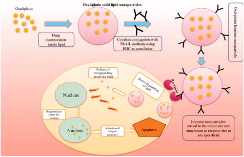 Figure 1. The pictorial hypothesis of the development of oxaliplatin immuno solid lipid nanoparticles and their targeting and intracellular accumulation inside the tumor.