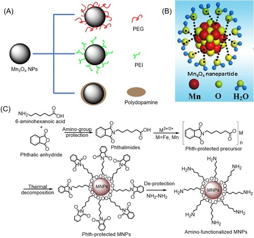 Figure 1 (A) Common modification strategy for improving the T1 relaxation rate and biocompatibility of Mn3O4 NPs. (B) Schematic illustration of the interaction between Mn3O4 NPs synthesized by liquid laser ablation and water. Reproduced from Xiao J, Tian XM, Yang C, et al. Ultrahigh relaxivity and safe probes of manganese oxide nanoparticles for in vivo imaging. Scientific Reports. 2013;3:3424.Citation63 (C) Synthetic route to amino-functionalized MNPs based on a protected metal-organic precursor. Reprinted with permission from Hu H, Zhang C, An L, et al. General protocol for the synthesis of functionalized magnetic nanoparticles for magnetic resonance imaging from protected metal-organic precursors. Chemistry. 2014;20(23):7160–7167.Citation64 Copyright © 2014 John Wiley and Sons.Abbreviation: MNPs, magnetic nanoparticles.