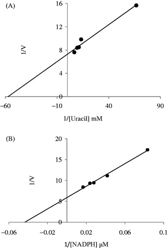 Figure 1. (A) Lineweaver–Burk graph of five different uracil concentrations and in constant NADPH concentration. (B) Lineweaver–Burk graph of five different NADPH concentrations and in constant uracil concentration.