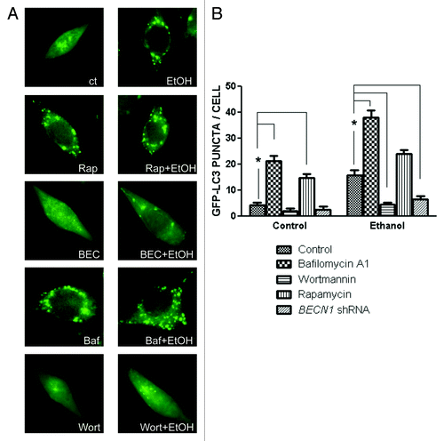 Figure 3. Effect of ethanol on the formation of GFP-LC3 puncta in SH-SY5Y cells. (A) SH-SY5Y cells were transfected with a GFP-LC3 plasmid and exposed to ethanol (EtOH, 0 or 0.8%) in the presence/absence of bafilomycin A1 (Baf: 10 nM) or wortmannin (Wort: 10 µM) for 6 h. In some experimental groups, cells were cotransfected with BECN1 shRNA (BEC). The formation of GFP-LC3 puncta was examined under a fluorescence microscope 6 h after ethanol exposure. (B) GFP-LC3 puncta/cell was quantified as described under Materials and Methods. The data represent the mean and SEM of three replications. *p < 0.05.