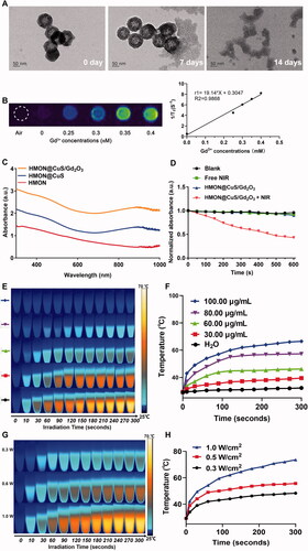 Figure 2. (A) TEM images of biodegradable HMON@CuS/Gd2O3 immersed in 10 mM GSH aqueous solution for 7 days and 14 days. (B) T1-weighted MRI images of HMON@CuS/Gd2O3 at various concentrations. (C) Ultraviolet Visible Spectroscopy (UV-Vis) spectrum. (D) Reactive oxygen species (ROS) production of HMON@CuS/Gd2O3 under NIR irradiation (.5 W/cm2; 5 min). (E&F) Temperature increase curve induced by different concentrations of HMON@CuS/Gd2O3 aqueous solution under NIR irradiation (1.0 W/cm2; 5 min). (G&H) Temperature increase curve induced by different NIR power intensities (.3 W/cm2, .5 W/cm2, and 1.0 W/cm2).