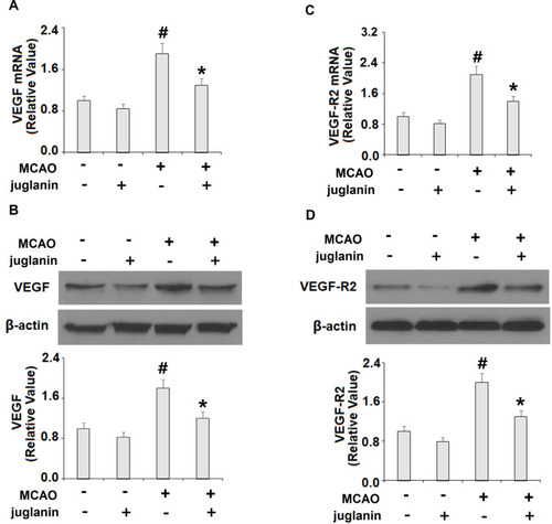 Figure 4 Juglanin reduced the expression of VEGF and VEGFR2 in a middle cerebral artery occlusion (MCAO) mice model. (A) mRNA of VEGF as measured by real-time PCR. (B) Protein of VEGF as measured by Western blot. (C) mRNA of VEGFR2 as measured by real-time PCR. (D) Protein of VEGFR2 as measured by immunostaining (#P<0.01 vs vehicle group; *P<0.01 vs MCAO group).