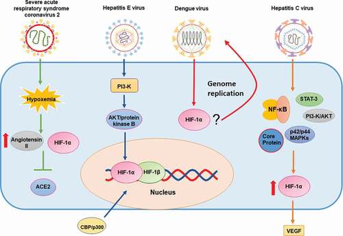 Figure 3. Schematic representation of the effects of positive single-stranded RNA viruses on HIF-1α and (possible) mechanisms of action