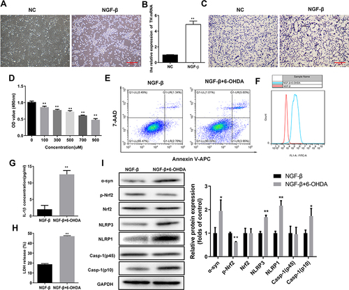 Figure 1 Elevated oxidative stress and pyroptosis in the cellular PD model. (A) Outgrowth of neurites from PC12 cells treated with NGF-β. Morphological alterations of PC12 cells were observed by microscopy following NGF-β treatment for 7 d. (B) Relative TH mRNA levels in PC12 cells treated with NGF-β. Quantitative RT-PCR was performed to detect TH mRNA levels. (C) In situ expression of TH proteins in PC12 cells following NGF-β treatment. TH protein contents in PC12 cells were analyzed by immunocytochemistry. (D) Proliferation of PC12 cells treated with NGF-β and exposed to 6-OHDA (100 μM). Proliferation was assessed by MTS assay. (E) Alteration of apoptosis in PC12 cells following NGF-β induction and 6-OHDA exposure (100 μM). Apoptosis of PC12 cells was evaluated by flow cytometry. (F) Elevated ROS contents in the cellular PD model. Flow cytometry was performed to detect ROS levels in cells. (G and H) Increased IL-1β and LDH release in the cellular PD model. IL-1β (G) and LDH release (H) were detected by ELISA. (I) Alterations of α-synuclein, Nrf2, and pyroptosis marker proteins in the cellular PD model. Protein abundance in cultured PC12 cells was analyzed by Western blot. Relative protein expression was calculated based on the gray values. GAPDH was used as an internal standard. **P < 0.01.