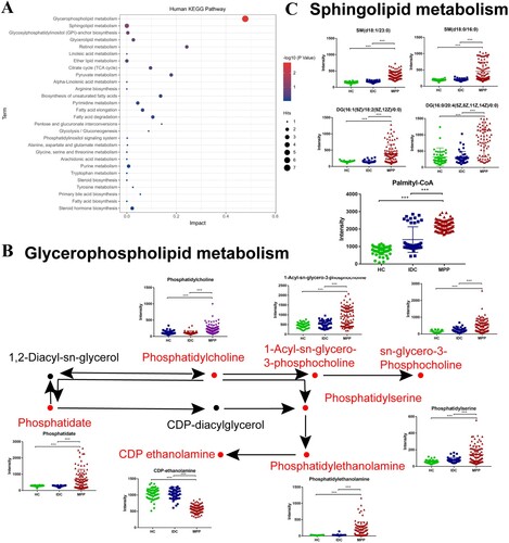 Figure 5. Pathway analysis of differentially expressed metabolites. (A) Impact factors of pathways calculated using the KEGG Pathway Database. (B) Significant changes were seen in the levels of some intermediates of the glycerophospholipid metabolism pathways in plasma of MPP samples. (C) Significant changes were seen in the levels of some intermediates of the sphingolipid metabolism pathways in plasma of MPP samples.