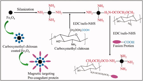 Figure 2. The process of synthesis of magnetic targeting pro-coagulant protein.