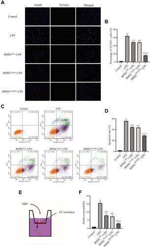 Figure 3 BMSCHOXB4 coculture attenuates the apoptosis and vascular permeability of ECs. (A) TUNEL was applied to detect the EC apoptosis, of which the blue color indicated the nuclear localization and the red color indicated the apoptotic cells (magnification 200×). (B) Quantitative analysis was conducted by calculating the percentage of apoptotic cells, and the results suggested that BMSCHOXB4 remarkably attenuated EC apoptosis compared to BMSCWT and BMSCVector coculture groups. (C) Annexin V-FITC/PI was used to detect EC apoptosis. (D) Quantitative analysis was performed by calculating the percentage of apoptotic cells in early (lower right) and late (upper right) stages, and the results also showed that BMSCHOXB4 coculture significantly inhibited LPS-induced EC apoptosis compared to BMSCWT and BMSCVector coculture groups. (E) Transwell permeability assay was used to investigate the permeability of ECs. (F) The results showed that the vascular permeability of BMSCHOXB4 coculture group was markedly lower than that of BMSCWT and BMSCVector coculture groups (control group as reference). All data were expressed as mean±SD (n=3). a)Compared to control group, P <0.01; b)compared to LPS group, P <0.01; c)compared to BMSCWT+LPS group, P <0.01.