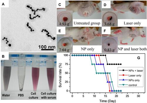 Figure 8 In vivo photothermal therapy by PPy-coated Au chains. (A) TEM image of Au NPs coated by PPy. (B) PPy-coated Au chains can keep stable both in water and cell culture after 7 days of incubation. (C–F) Typical photographs for four groups with different treated additions. (C) Untreated. (D) Only laser irradiated. (E) Only NP injected. (F) Both laser irradiated and NP injected. Insets: tumor photographs and weight after 14 days were recorded, and (G) survival rate of the mice for four groups. Reprinted with permission from Lin M, Guo CR, Li J, et al. Polypyrrole-Coated Chainlike Gold Nanoparticle Architectures with the 808 nm Photothermal Transduction Efficiency up to 70%. ACS Appl Mater. 2014;6:5860–5868, Copyright (2014), American Chemical Society.Citation220