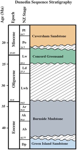 Figure 2. Stratigraphic column of locality. Boundaries are based on McMillan and Wilson (Citation1997).