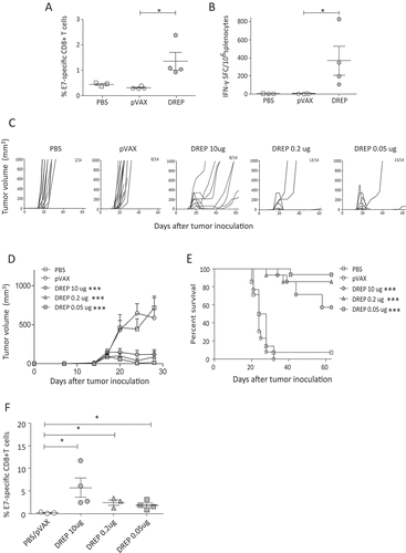 Figure 2. HPV-specific immunity and therapeutic effect by DREP-E6,7 over conventional DNA. C57BL/6 mice (n = 3–4 per group) were immunized i.d. followed by EP at a 20-day interval with DREP-E6,7 at 10 µg or an equimolar dose of pVAX-E6,7 (3.2 µg). Phosphate buffered saline (PBS) was injected as a negative control. Seven days after the boost mice were sacrificed and spleens were isolated for assessment of percentages of E7-specific CD8+ T cells and the number of IFN-γ-producing cells with dextramer staining (A) and ELISpot analysis (B), respectively. For assessment of therapeutic effect, C57BL/6 mice were inoculated s.c. with 2 × 104 TC-1 and mice were immunized i.d. followed by EP on days 7, 14 and 21. Doses include 10, 0.2 or 0.05 µg for DREP and 3.2 µg for pVAX. Tumors were palped twice a week for 62 days. The individual growth curves for each corresponding group is depicted in (C) and the average tumor sizes and standard error of the mean per group until day 28 is shown in (D). The group size and number of mice that are still alive at day 62 are indicated in the numbers in each panel. The survival percentages are depicted in (E). The results (C-E) are pooled from two separate experiments of 7 mice/group resulting in a total of 14 mice. Blood was drawn from 3–4 mice for assessment of E7-specific CD8 + T cells with dextramer staining in mice immunized with DREP one week after the last immunization. As a cut-off for positivity for E7-specific T cells, we collected blood from mice that were still alive in the PBS control (N = 1) and pVAX group (N = 2) at that time point (F). *P < 0.05; **P < 0.01; ***P < 0.001.