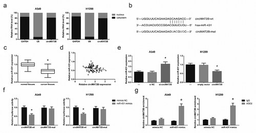 Figure 4. circMAT2B directly binds to miR-431 and decreases miR-431 expression in NSCLC. (a) The subcellular localization of circMAT2B in A549 and H1299 cells. (b) The putative miR-431 binding site in circMAT2B sequence. (c) The expression of miR-431 in NSCLC tissues and adjacent normal tissues. (d) The negative correlation between the expression of circMAT2B and miR-431 in NSCLC tissues. (e) The expression of miR-431 in A549 and H1299 cells after transfection. (f) The luciferase reporter activity of circMAT2B-wt or circMAT2B-mut in A549 and H1299 cells after co-transfection. (g) The amount of circMAT2B and miR-431 pulled down by AGO2 or IgG in A549 and H1299 cells. *P< 0.05 vs. normal tissues or mimics NC-transfected cells; #P< 0.05 vs. si-NC or empty vector-transfected cells; @P< 0.05 vs. IgG group