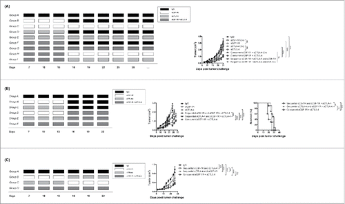 Figure 5. Timing determines the efficacy of αCSF-1R + αCTLA-4 against 4T1 tumors (A) Treatment scheme and average tumor growth for 4T1 tumor-bearing mice treated with IgG (Group A), αCSF-1R (three initial doses) (Group B), αCSF-1R (continuous) (Group C), αCTLA-1 (three initial doses) (Group D), αCTLA-1 (continuous) (Group E), Concurrent αCSF-1R + αCTLA-4 (three initial doses) (Group F), Concurrent αCSF-1R + αCTLA-4 (continuous) (Group G), Sequential αCSF-1R +αCTLA-4 (three initial doses) and αCSF-1R (continuous) (Group H), and Sequential αCSF-1R +αCTLA-4 (three initial doses) and αCTLA-4 (continuous) (Group I). (B) Treatment scheme, average tumor growth and survival for 4T1 tumor-bearing mice treated with IgG (Group A), αCSF-1R (Group B), αCTLA4 (Group C), sequential αCSF-1R and αCSF-1R + αCTLA4 (Group D), sequential αCTLA-4 and αCSF-1R + αCTLA4 (Group E), or concurrent αCSF-1R + αCTLA4 (Group F). (C) Treatment scheme and average tumor growth for 4T1 tumor-bearing mice treated with IgG (Group A), sequential αCSF-1R and αCTLA4 (Group B), sequential αCTLA-4 and αCSF-1R (Group C), or concurrent αCSF-1R + αCTLA4 (Group D). Data are mean +/– SEM.