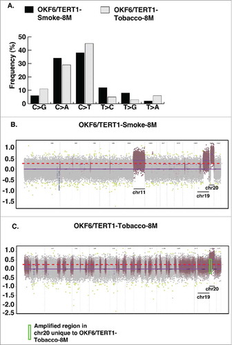 Figure 2. Exome sequencing of OKF6/TERT1-Smoke-8M and OKF6/TERT1-Tobacco-8M cells. A. Transitions and transversions observed in OKF6/TERT1-Smoke-8M and OKF6/TERT1-Tobacco-8M compared to OKF6/TERT1-Parental cells. B. Visual representation of log2 normalized read counts and annotated copy number profile in OKF6/TERT1-Smoke-8M cells relative to OKF6/TERT1-Parental cells. Each dot corresponds to an amplicon. Color code – green dots: outliers; dark grey surroundings: unchanged amplicons; plum color surroundings: 1-level gain; all purple dots above the red dotted line represent copy number amplifications >1-level gain in OKF6/TERT1-Smoke-8M cells. C. Visual representation of log2 normalized read counts and annotated copy number profile in OKF6/TERT1-Tobacco-8M cells relative to OKF6/TERT1-parental cells. Each dot corresponds to an amplicon. Color code – green dots: outliers; dark grey surroundings: unchanged amplicons; plum color surroundings: 1-level gain; all purple dots above the red dotted line represent copy number amplifications>1-level gain in OKF6/TERT1-Tobacco-8M cells.