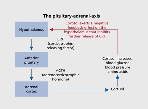 Figure 4. The hypothaiamic-pituitary-adrenal axis.