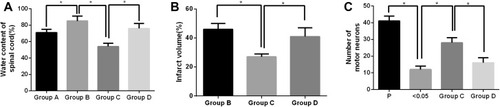 Figure 2 Effects of Apelin-13 and RAPA pretreatment alone or in combination on the spinal cord water content (A), infarct volume (B), and normal neuron count (C) in SCIR rats (n=8). The asterisk (*) indicates a significant difference (P<0.05) between the two groups.