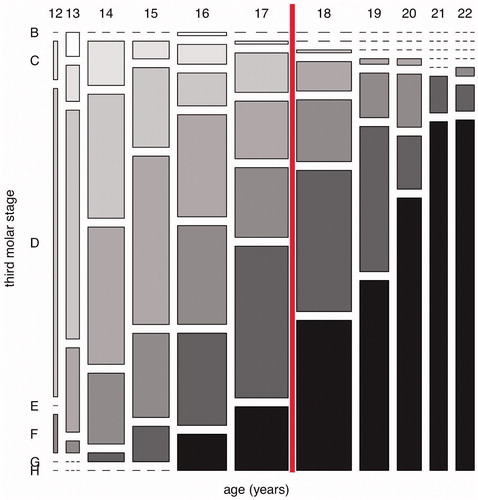 Figure 3. The distribution of Demirjian stages from B (immature, white) to H (mature, black) by year of age, for 804 lower third molars from 415 Texan Hispanic males (Kasper et al., Citation2009). Age 18 is marked by the vertical red line.